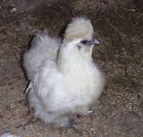 Chinesische Seidenhenne